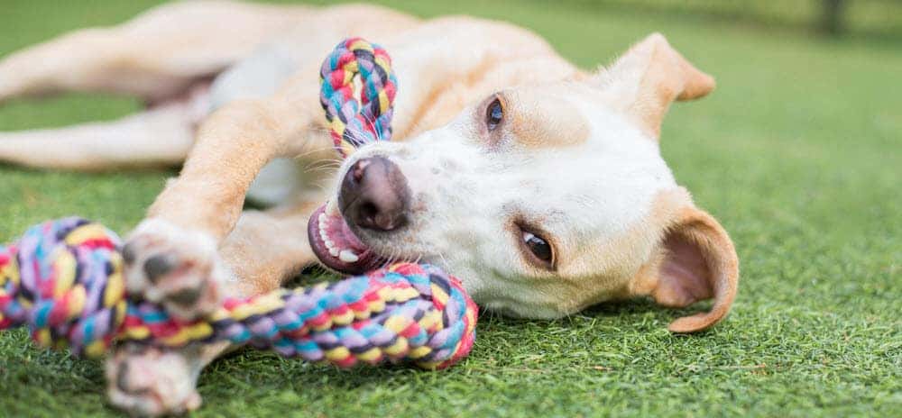 Albany Humane Society